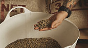 Grains de café non torréfiés